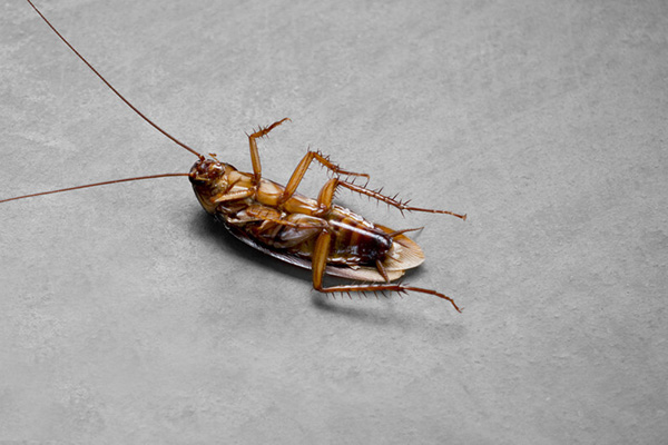 长沙灭蟑螂,蟑螂防治,蟑螂消杀,长沙灭蟑螂公司,守护者生物工程