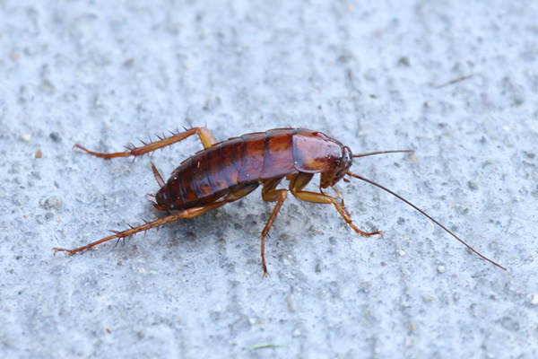 长沙灭蟑螂,蟑螂防治,蟑螂消杀,长沙灭蟑螂公司,守护者生物工程