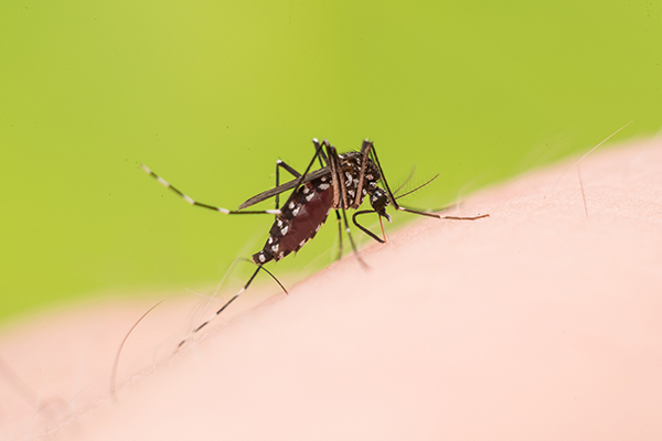 夏日蚊虫肆虐怎么办？如何快速有效做好防治工作？