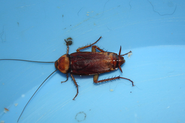 蟑螂传播疾病太可怕，家中如何防治才能做到一劳永逸？