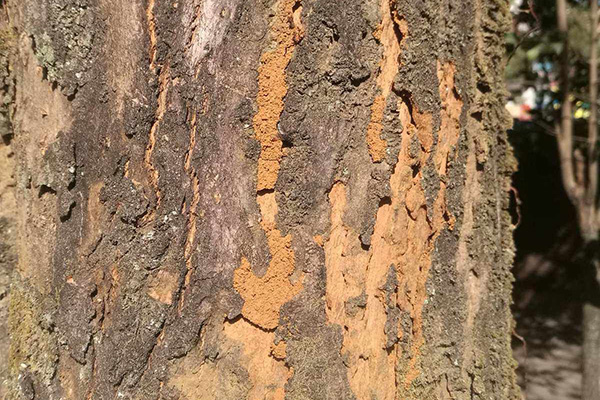 长沙白蚁防治,长沙灭白蚁,白蚁防治,守护者生物工程