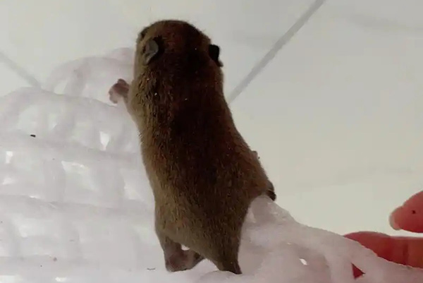 老鼠防治,长沙灭鼠公司,长沙老鼠防治,校园灭老鼠,守护者生物工程