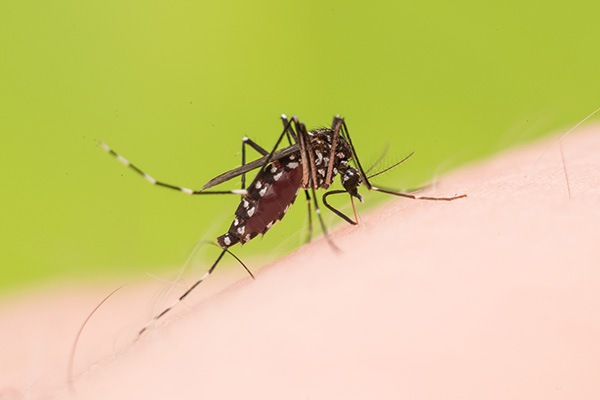 基孔肯雅热来势汹汹，家庭防蚊的关键点在哪里？