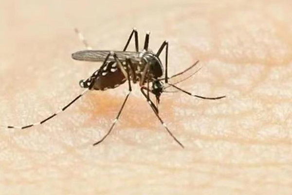 长沙灭蚊公司,长沙灭蚊子,蚊虫防治,守护者生物工程