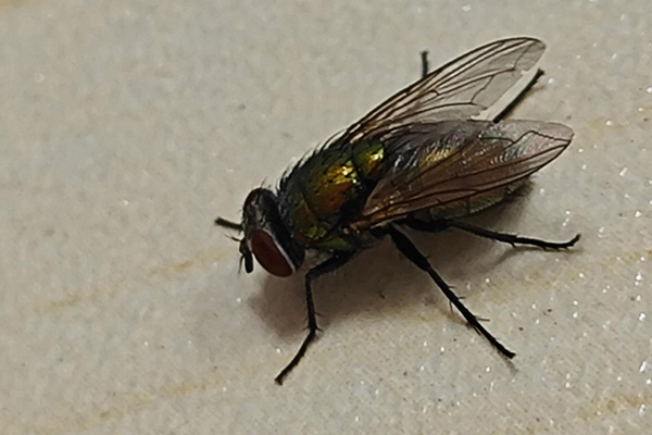 苍蝇看似不起眼，为何危害巨大到让人咋舌？防治工作该如何做？
