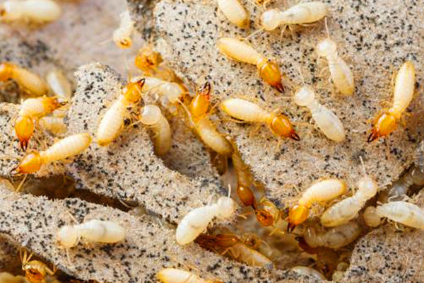 家中白蚁反复出现咋办，到底怎样防治能斩草除根？