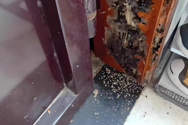 长沙白蚁防治,长沙灭白蚁,白蚁防治,守护者生物工程