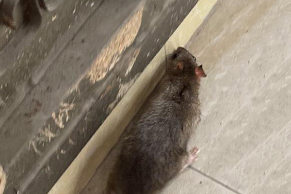 老鼠防治,长沙灭鼠公司,长沙老鼠防治,校园灭老鼠,守护者生物工程