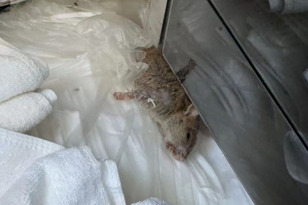 老鼠防治,长沙灭鼠公司,长沙老鼠防治,校园灭老鼠,守护者生物工程