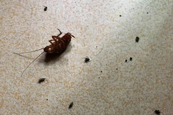 长沙灭蟑螂,蟑螂防治,蟑螂消杀,长沙灭蟑螂公司,守护者生物工程