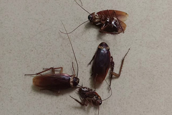 长沙灭蟑螂,蟑螂防治,蟑螂消杀,长沙灭蟑螂公司,守护者生物工程