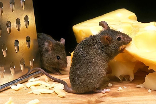 老鼠防治,长沙灭鼠公司,长沙老鼠防治,社区灭老鼠,守护者生物工程