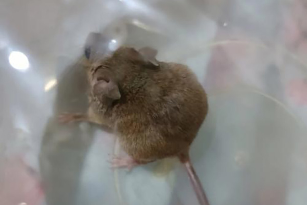 家中老鼠横行有何隐患，怎样消杀才能彻底根除？