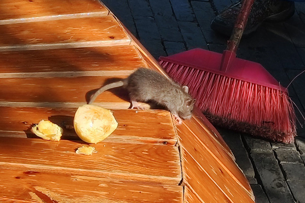 老鼠防治,长沙灭鼠公司,长沙老鼠防治,校园灭老鼠,守护者生物工程