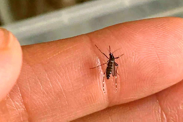 校园蚊虫传播疾病隐患大，究竟采取啥消杀招最有效？