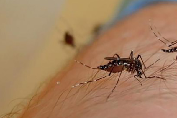 长沙灭蚊公司,长沙灭蚊子,蚊虫防治,守护者生物工程