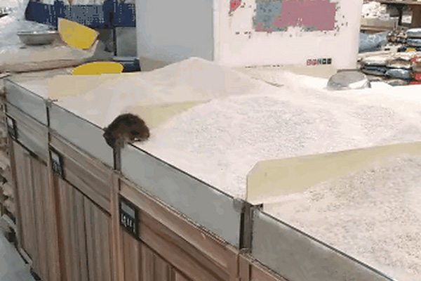 超市老鼠成患影响顾客体验，如何灭鼠才能既安全又高效？