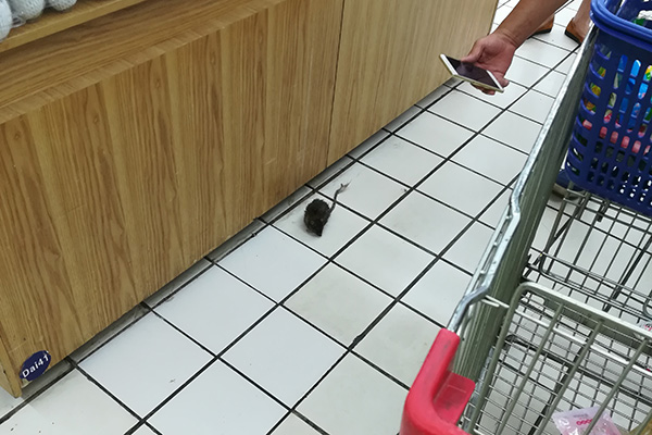 老鼠防治,长沙灭鼠公司,长沙老鼠防治,校园灭老鼠,守护者生物工程