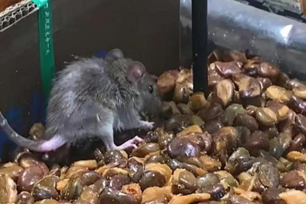 老鼠防治,长沙灭鼠公司,长沙老鼠防治,校园灭老鼠,守护者生物工程