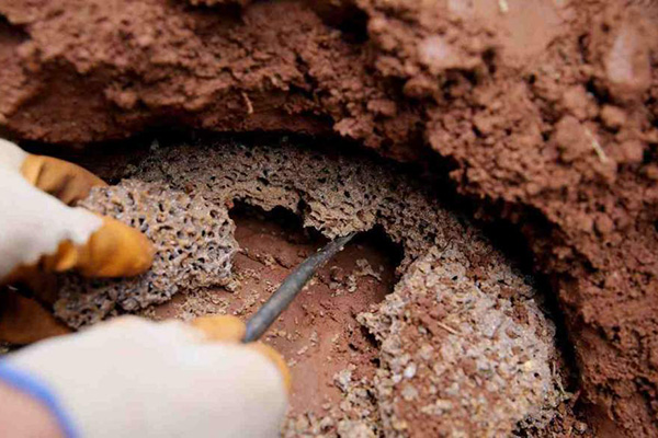 长沙白蚁防治,长沙灭白蚁,白蚁防治,守护者生物工程