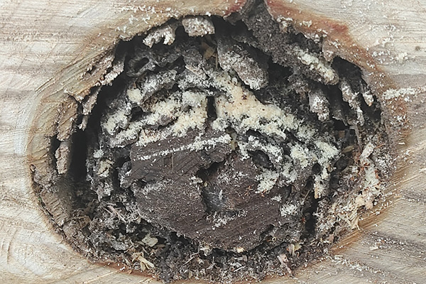 长沙白蚁防治,长沙灭白蚁,白蚁防治,守护者生物工程