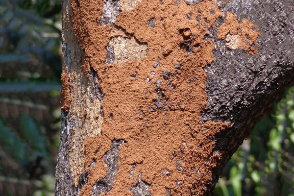 长沙白蚁防治,长沙灭白蚁,白蚁防治,守护者生物工程