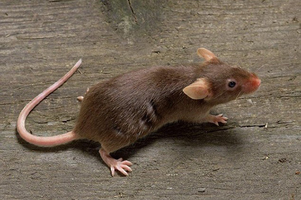 老鼠防治,长沙灭鼠公司,长沙老鼠防治,校园灭老鼠,守护者生物工程