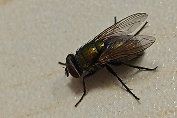 灾后为何要全面开展苍蝇防治？它们会带来哪些疾病风险？