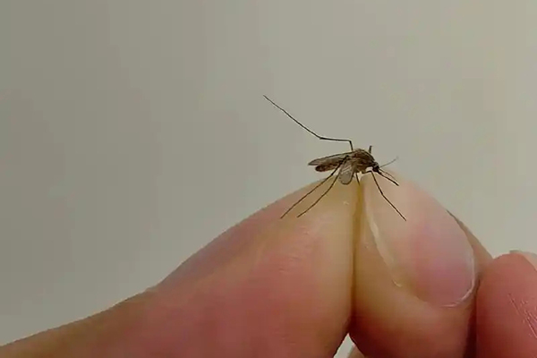 长沙灭蚊公司,长沙灭蚊子,蚊虫防治,守护者生物工程