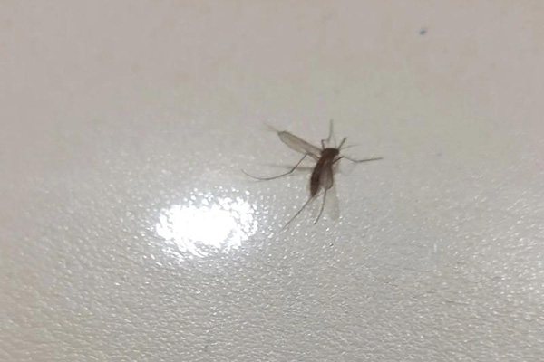 长沙灭蚊公司,长沙灭蚊子,蚊虫防治,守护者生物工程