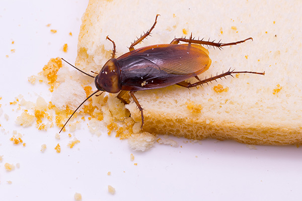 长沙灭蟑螂,蟑螂防治,蟑螂消杀,长沙灭蟑螂公司,守护者生物工程