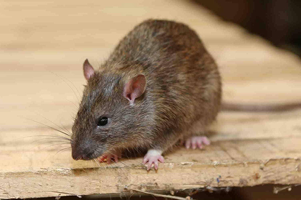 老鼠为何总来家里搞破坏？别担心，科学防治法助你一臂之力！