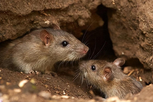 老鼠防治,长沙灭鼠公司,长沙老鼠防治,校园灭老鼠,守护者生物工程