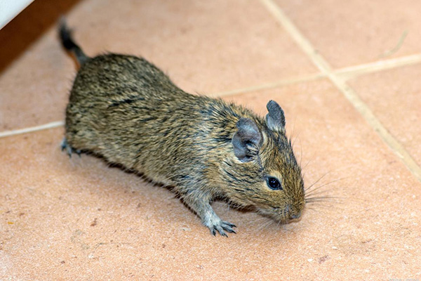 老鼠防治,长沙灭鼠公司,长沙老鼠防治,灭老鼠,守护者生物工程