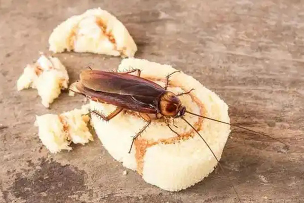 长沙灭蟑螂,蟑螂防治,蟑螂消杀,长沙灭蟑螂公司,守护者生物工程