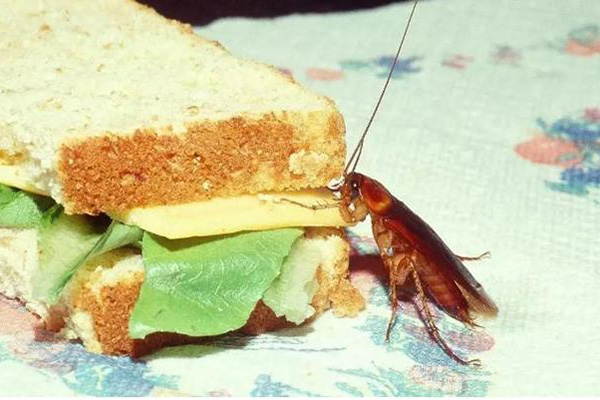 长沙灭蟑螂,蟑螂防治,蟑螂消杀,长沙灭蟑螂公司,守护者生物工程