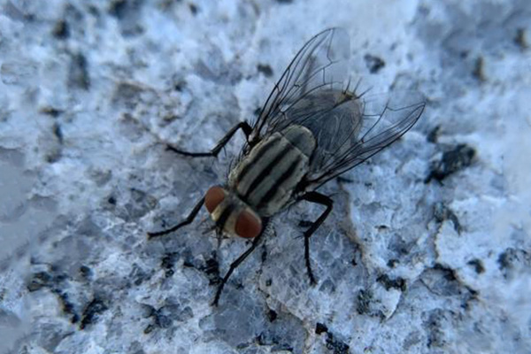 垃圾站周围苍蝇泛滥成患，究竟怎样防治才能有所成效？