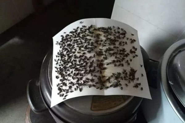 苍蝇防治,长沙灭苍蝇公司,长沙苍蝇防治,家里灭苍蝇,守护者生物工程