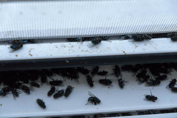 苍蝇防治,长沙灭苍蝇公司,长沙苍蝇防治,家里灭苍蝇,守护者生物工程