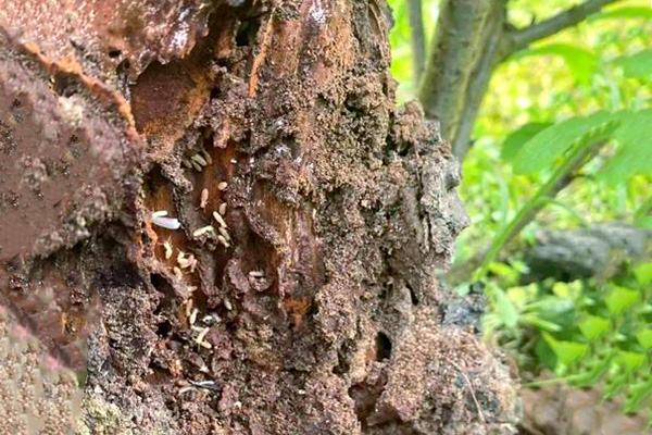 长沙白蚁防治,长沙灭白蚁,白蚁防治,守护者生物工程