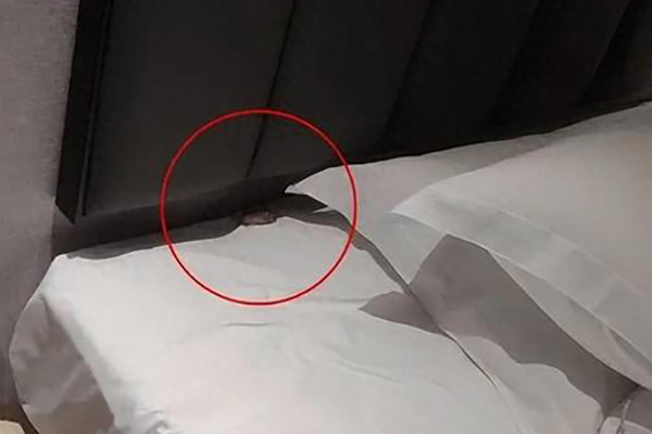 老鼠防治,长沙灭鼠公司,长沙老鼠防治,灭老鼠,守护者生物工程