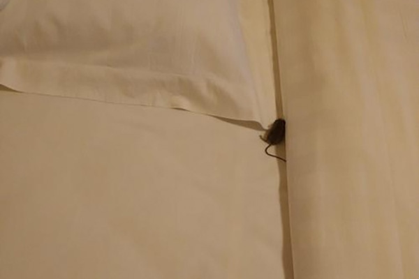 老鼠防治,长沙灭鼠公司,长沙老鼠防治,灭老鼠,守护者生物工程