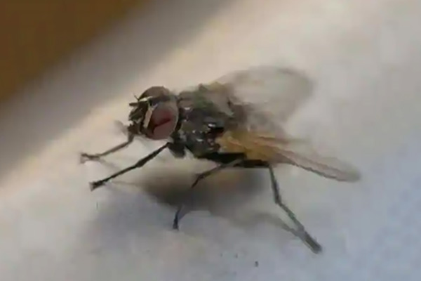 冬天室内苍蝇是从哪冒出来的？家庭防蝇妙招有哪些？