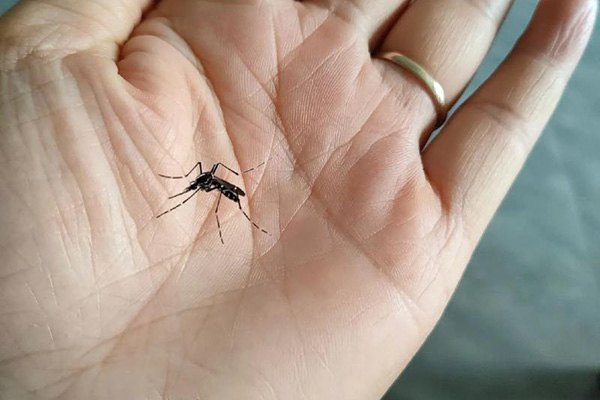 冬天低温环境蚊虫会绝迹吗？灭蚊工作能够彻底收尾吗？