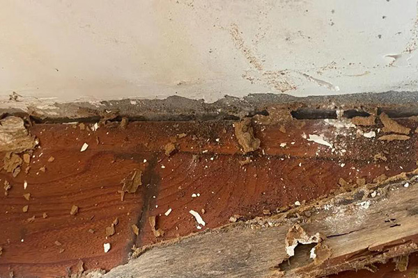 长沙白蚁防治,长沙灭白蚁,白蚁防治,守护者生物工程