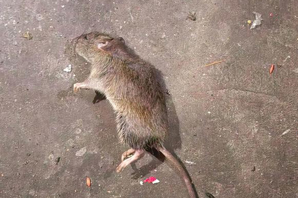 长沙老鼠防治,长沙灭鼠,老鼠防治,守护者生物工程