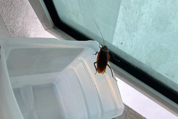 蟑螂防治完又卷土重来是什么原因？如何才能将其彻底消灭？