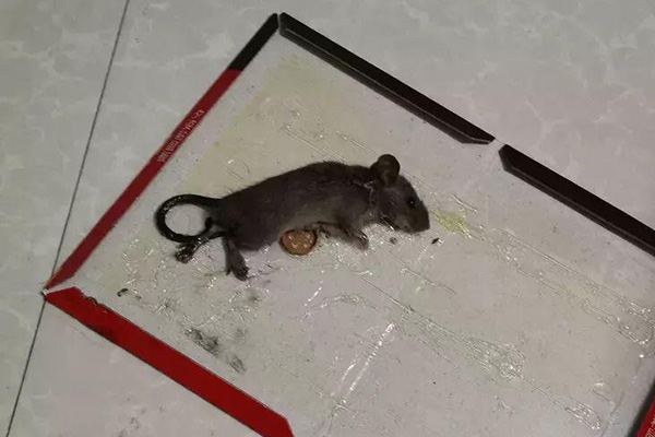 长沙老鼠防治,长沙灭鼠,老鼠防治,守护者生物工程