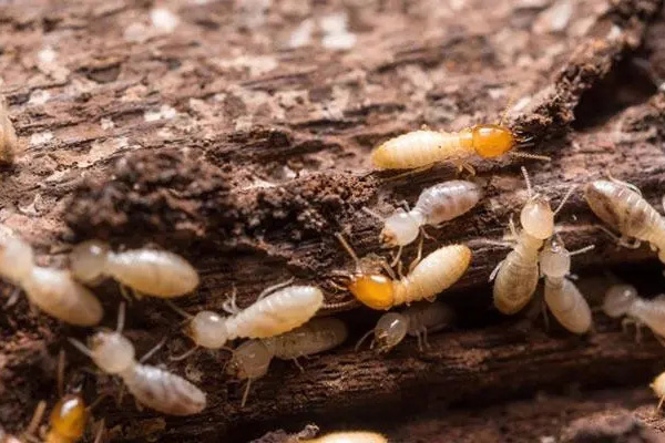 长沙白蚁防治,长沙灭白蚁,白蚁防治,守护者生物工程