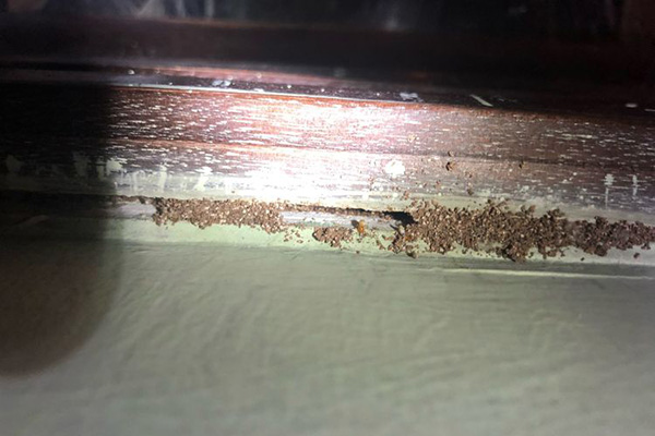 冬季有没有必要防治白蚁，冬季如何进行白蚁防治？